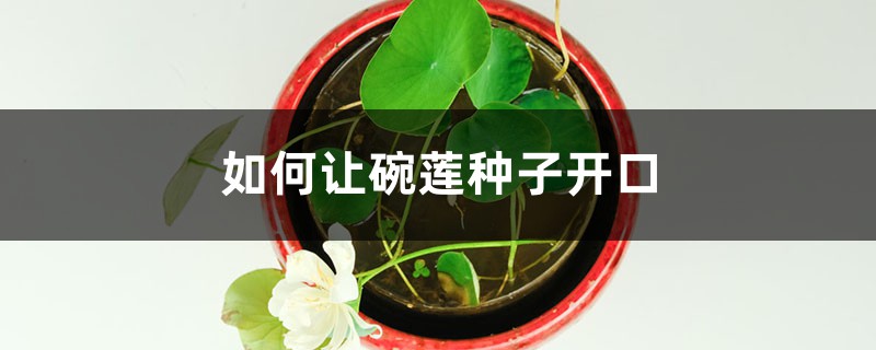 如何让碗莲种子开口（让碗莲种子快速开口方法）